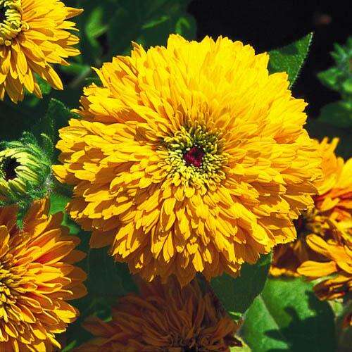 Цветение - с июля по сентябрь